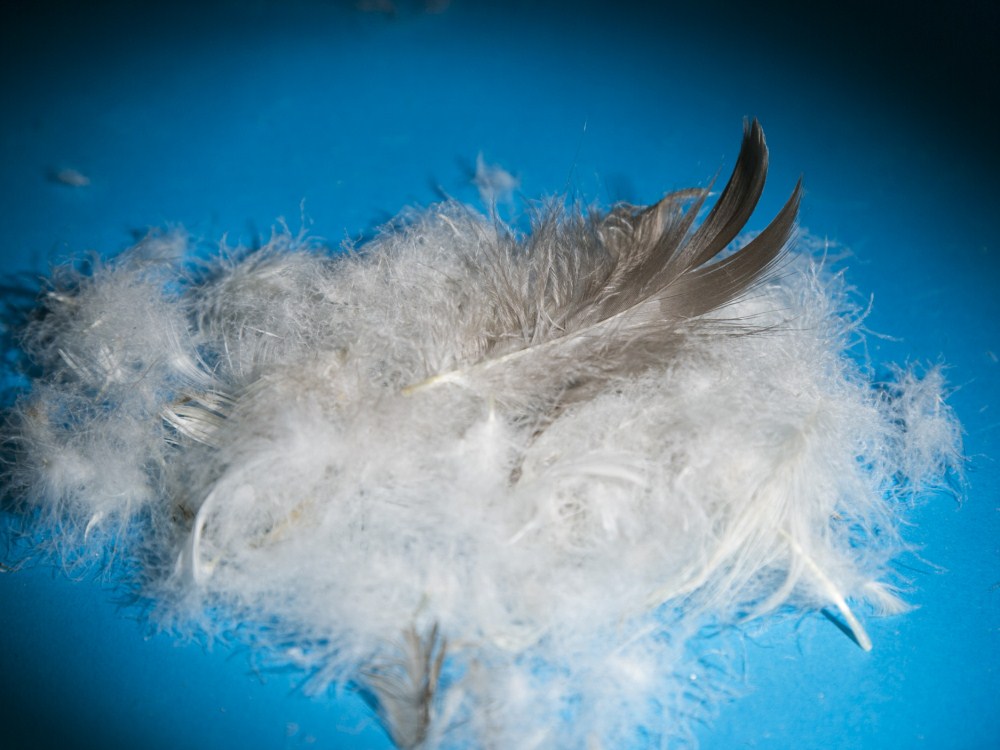 Gray Goose Original Feather (8).jpg